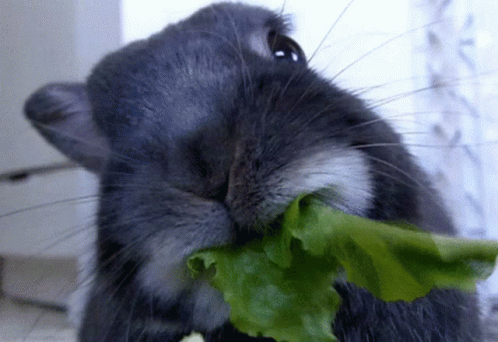 bunny eating a leaf